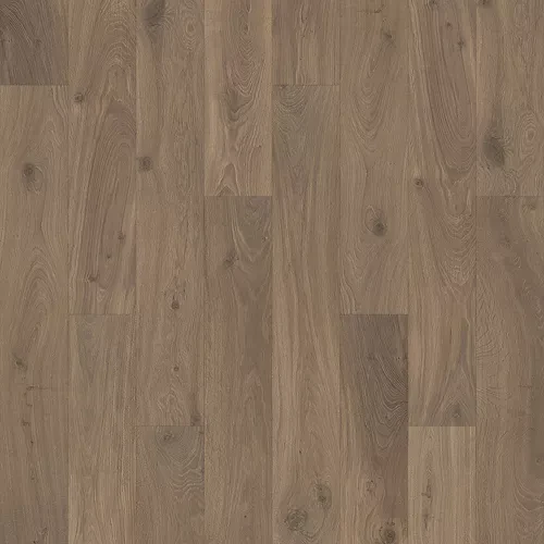 Acorn Oak